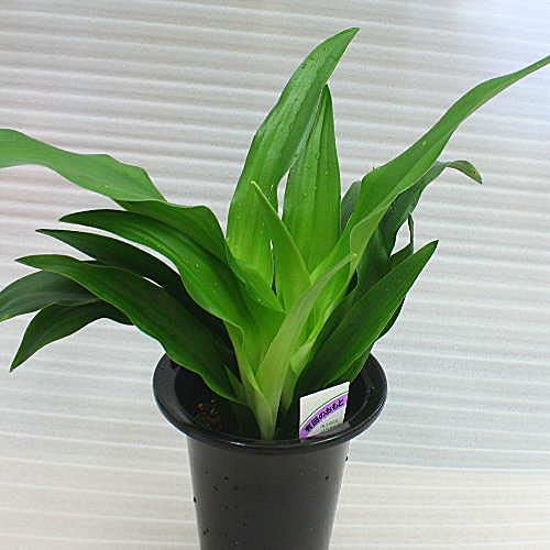 Amazon.co.jp: 万年青 omoto cyanocarpa Potting 